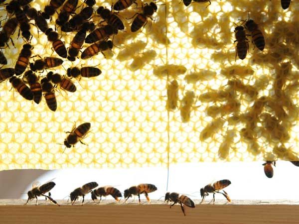 La ruche Grosbec casse-noyaux