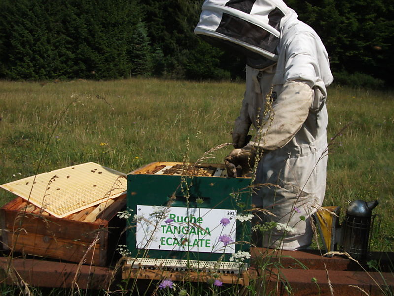 La ruche Tangara écarlate