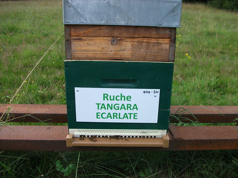 La ruche Tangara écarlate