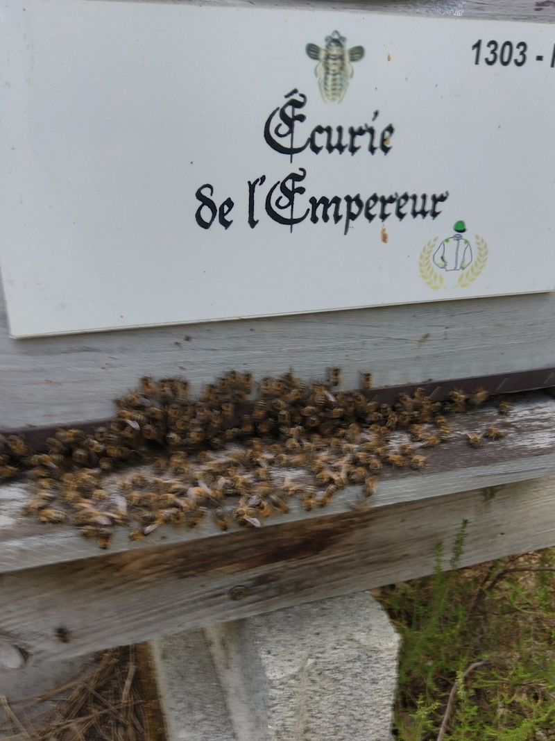 La ruche FRANCOIS PELLETIER - L