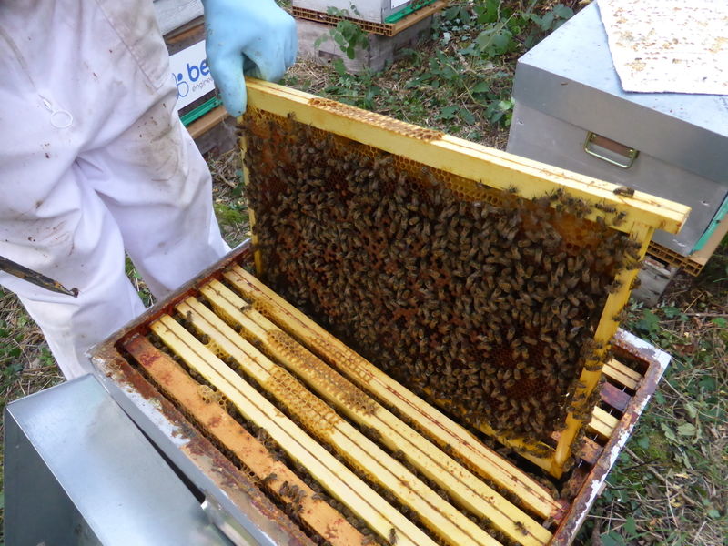 La ruche 123webimmo.com Milly-la-forêt
