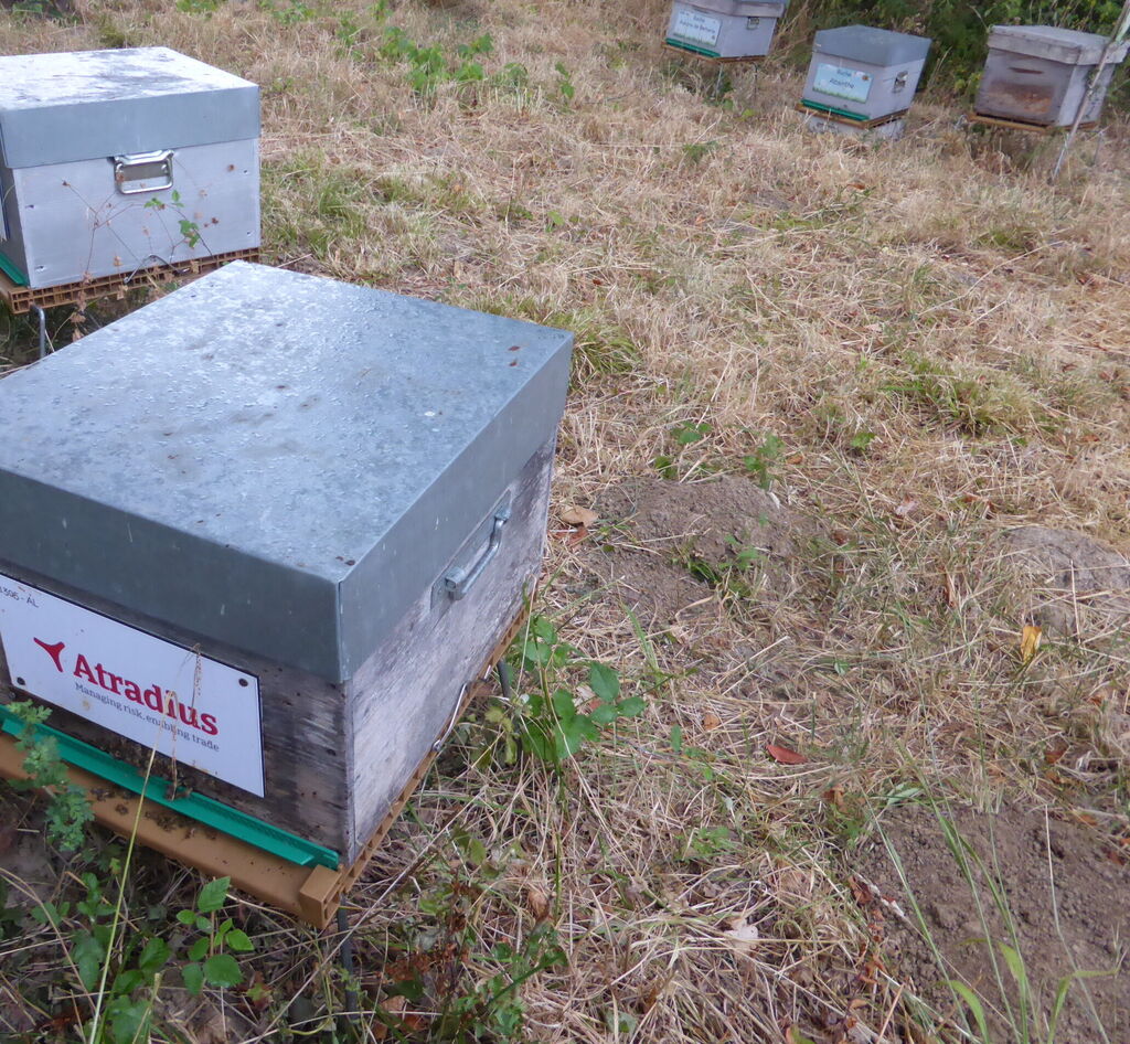 La ruche Atradius Crédito y Caucion SA (Atradius)