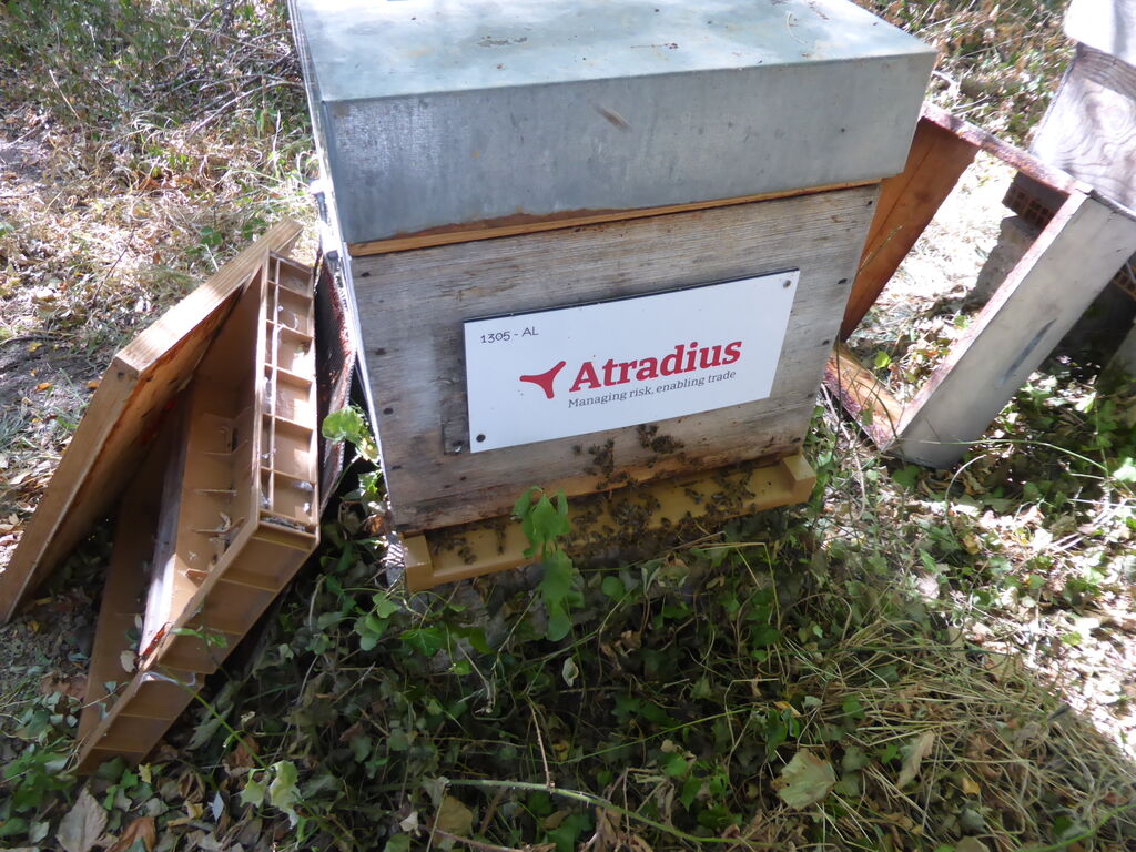 La ruche Atradius Crédito y Caucion SA (Atradius)