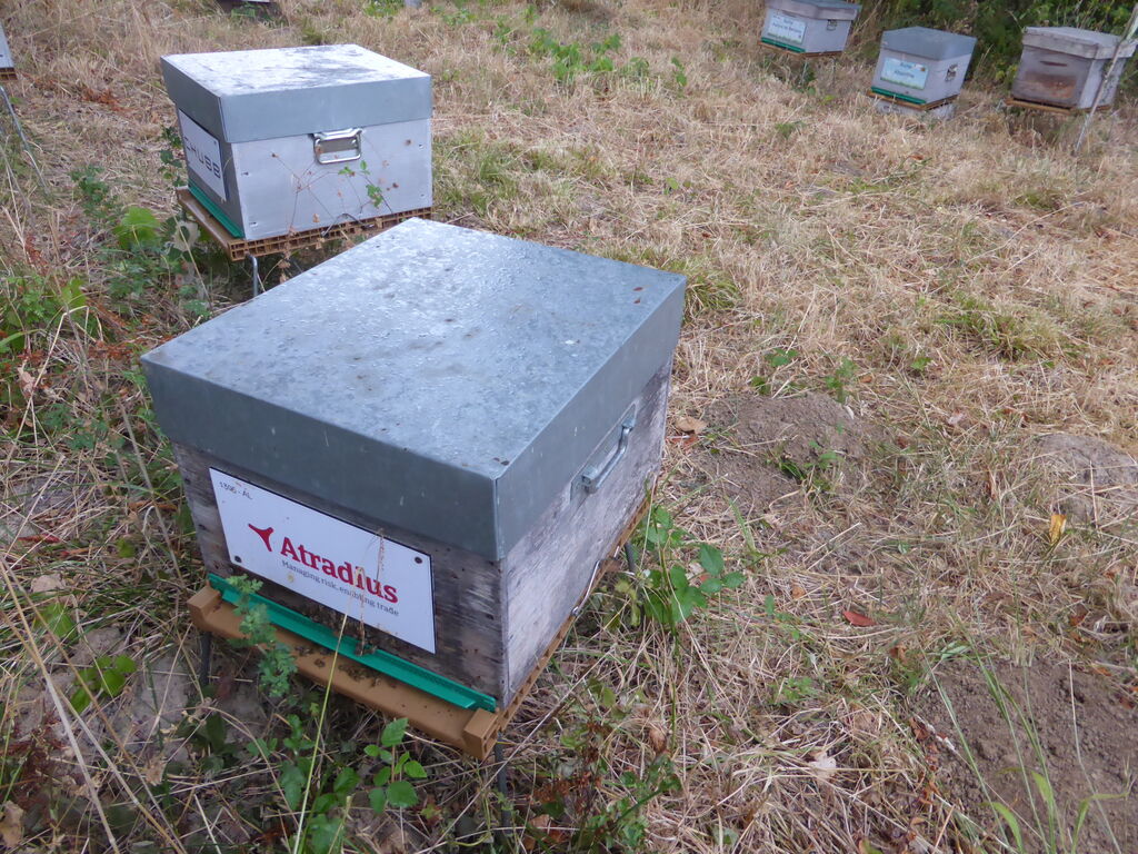 La ruche Atradius Crédito y Caucion SA (Atradius)