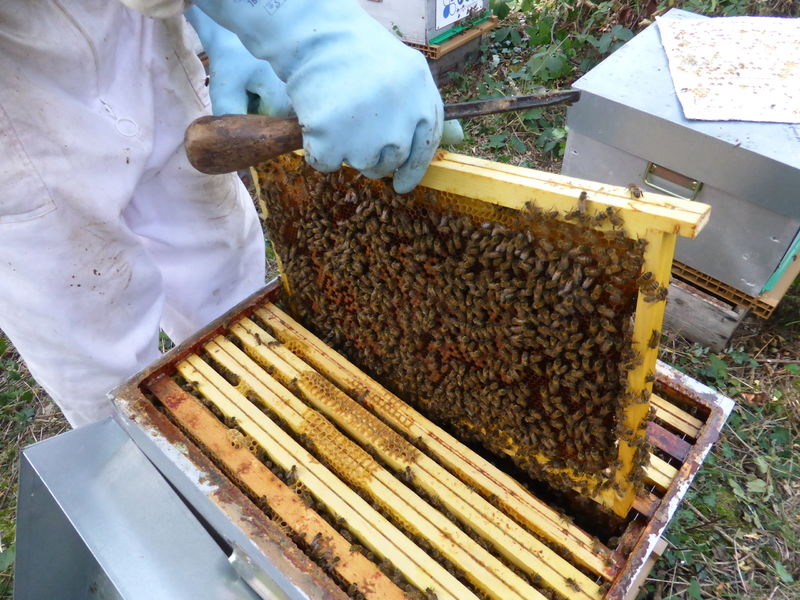 La ruche 123webimmo.com Milly-la-forêt