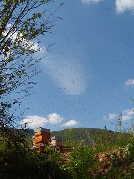 La ruche Paruline flamboyante