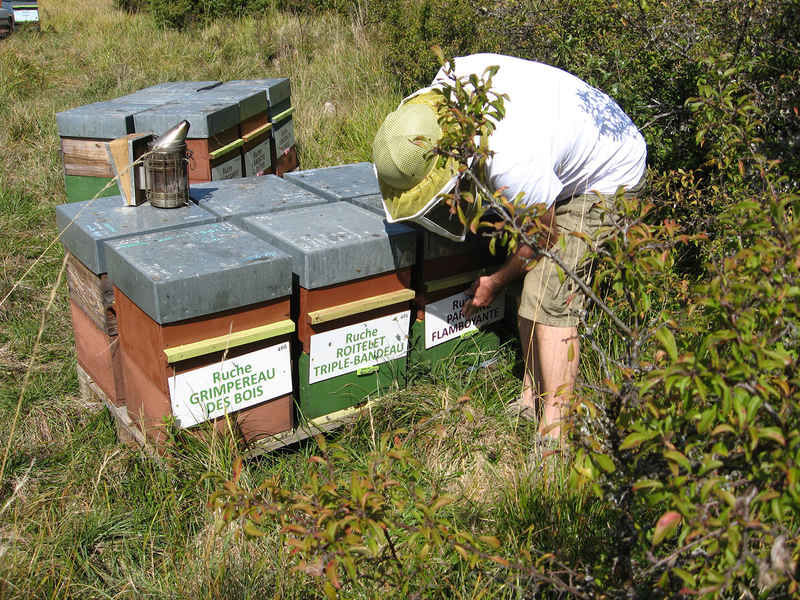 La ruche Paruline flamboyante