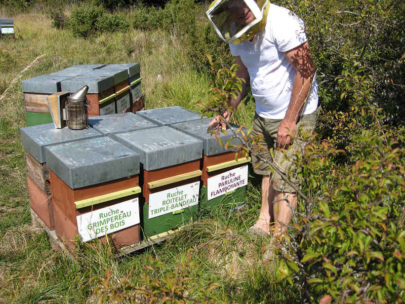 La ruche Paruline flamboyante