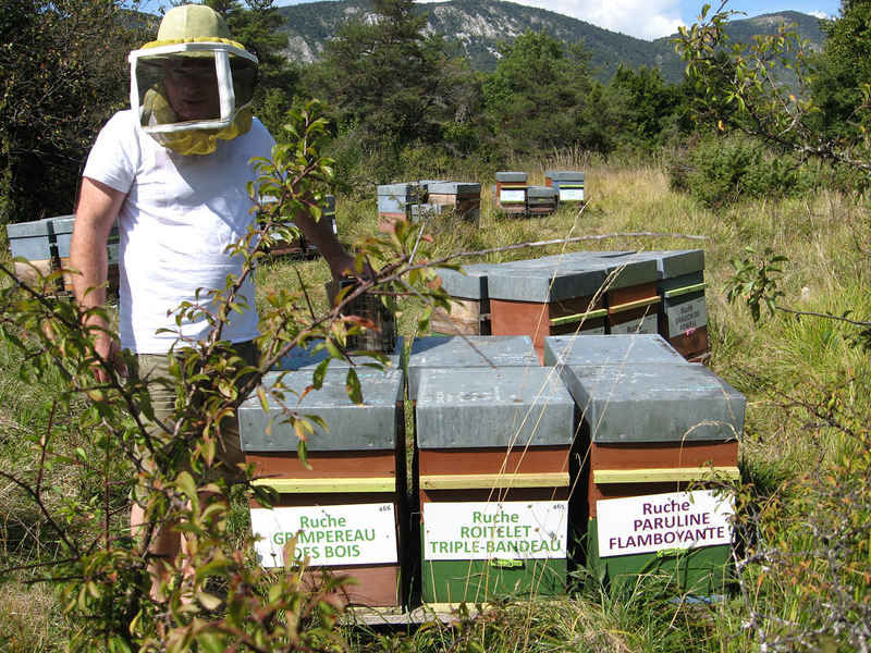 La ruche Paruline flamboyante