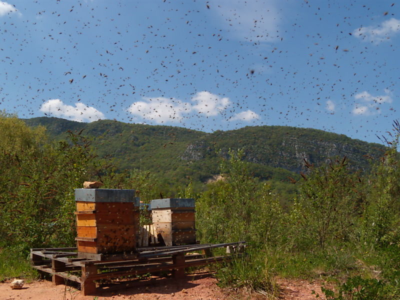 La ruche Paruline flamboyante