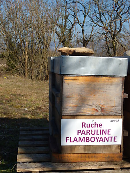 La ruche Paruline flamboyante