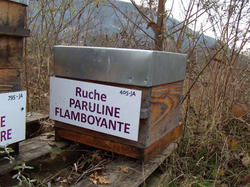 La ruche Paruline flamboyante