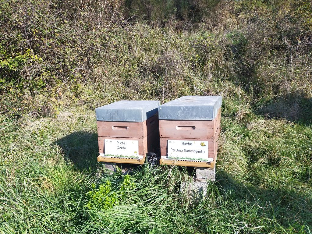 La ruche Paruline flamboyante