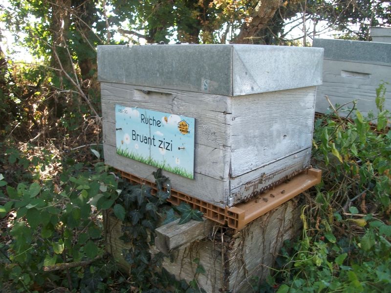 La ruche Bruant zizi