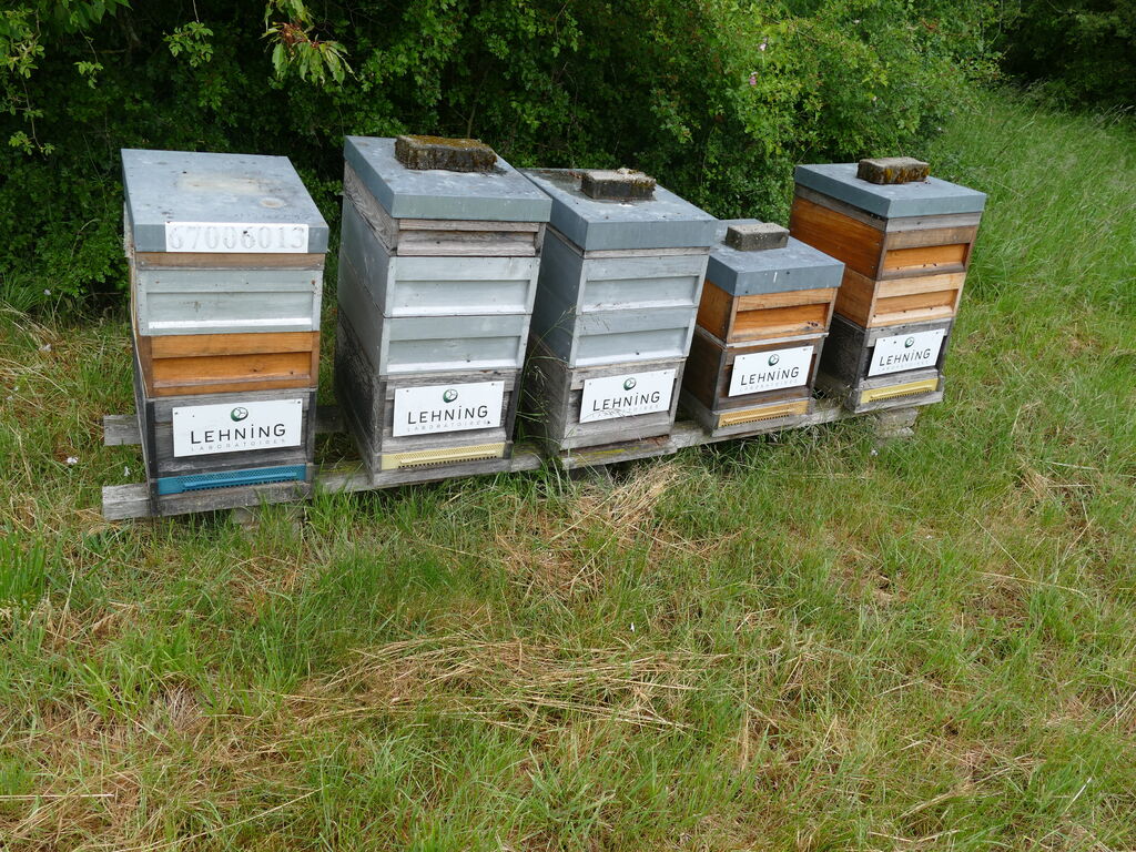 La ruche LABORATOIRES LEHNING 