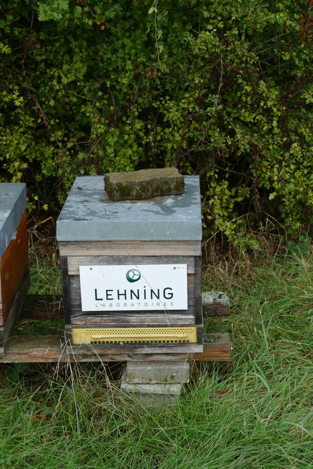 La ruche LABORATOIRES LEHNING