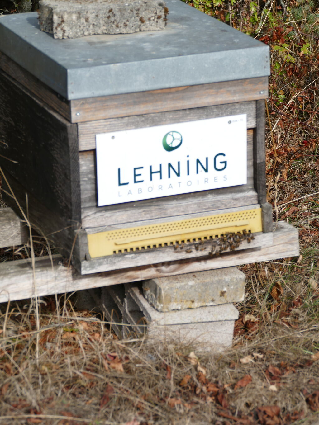 La ruche LABORATOIRES LEHNING