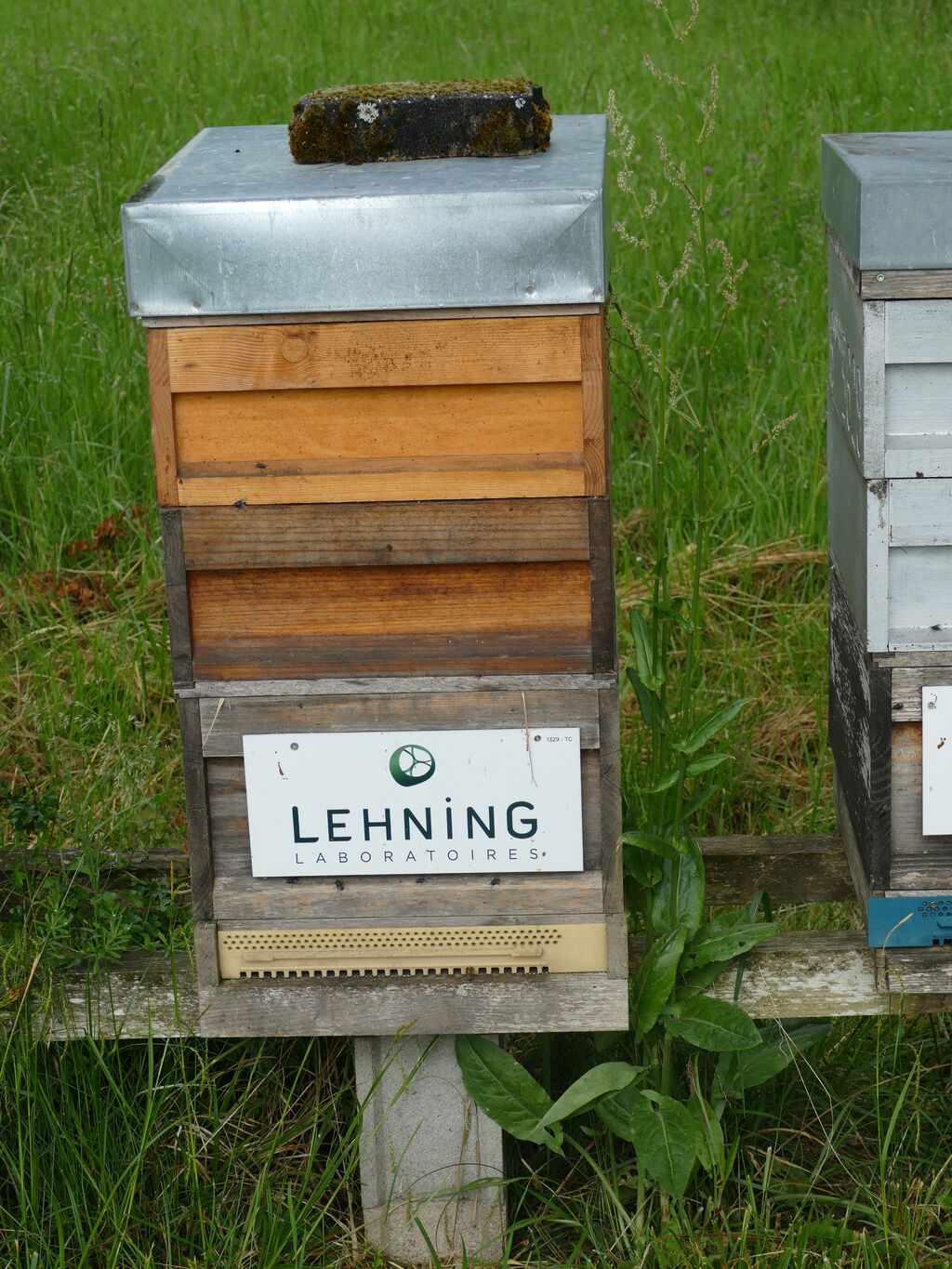 La ruche LABORATOIRES LEHNING 