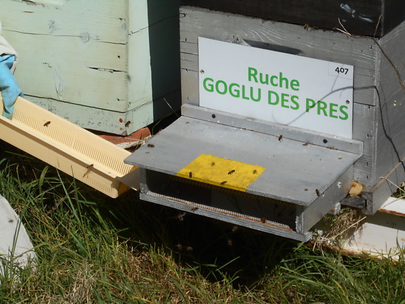 La ruche Goglu des prés