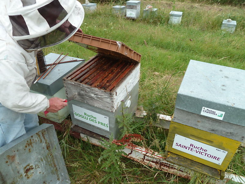 La ruche Goglu des prés