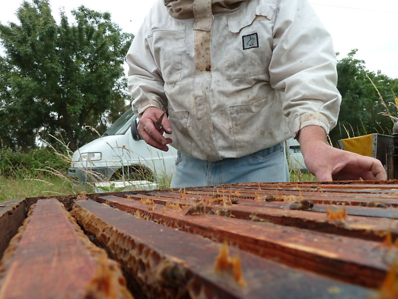 La ruche Goglu des prés