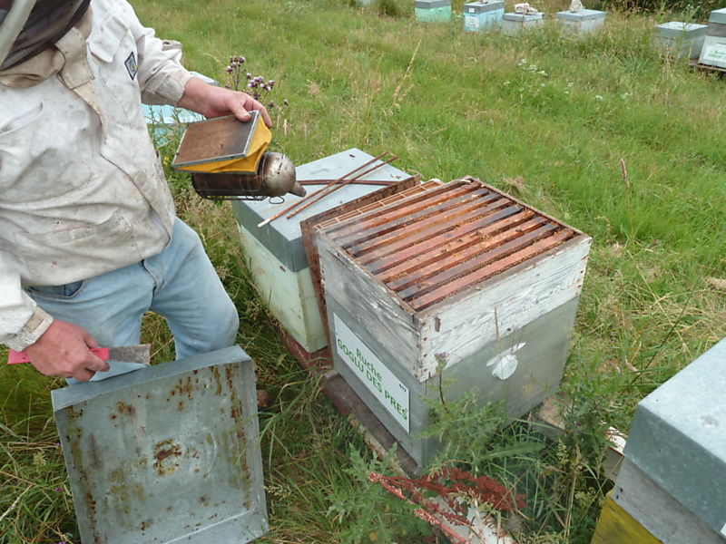 La ruche Goglu des prés