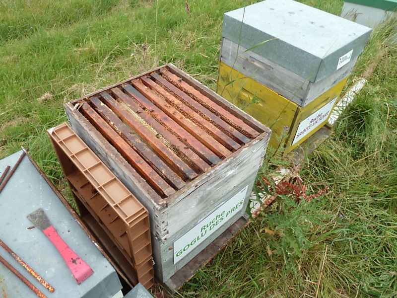 La ruche Goglu des prés