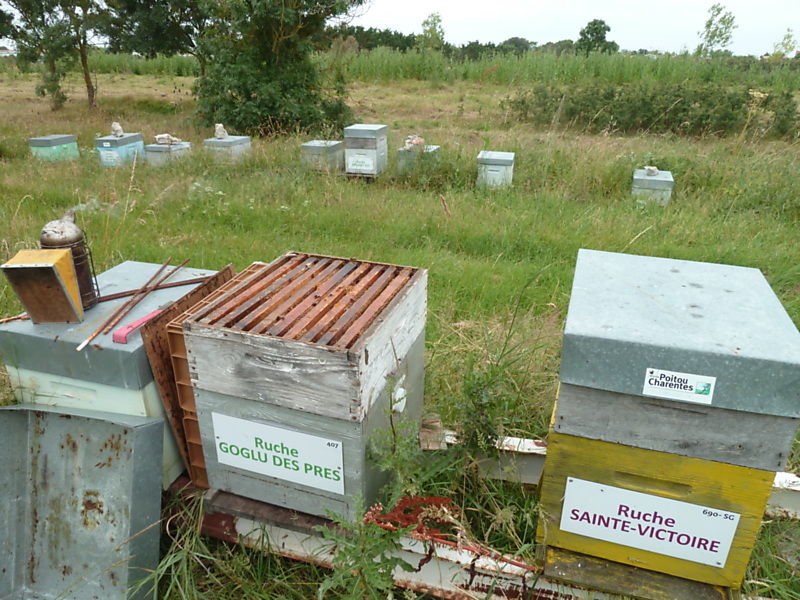 La ruche Goglu des prés