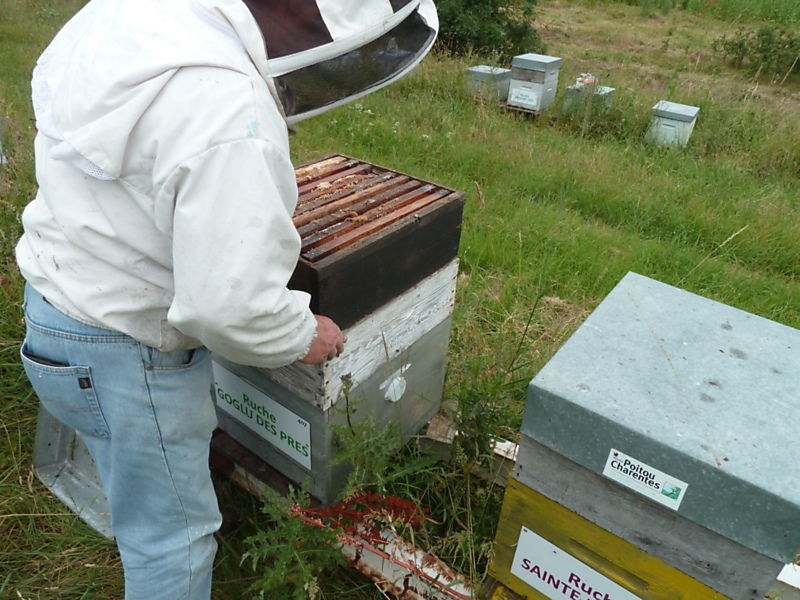 La ruche Goglu des prés