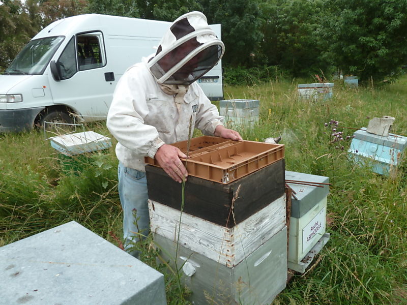 La ruche Goglu des prés