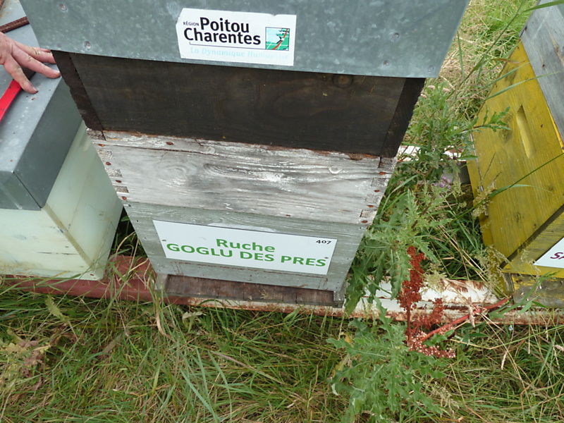 La ruche Goglu des prés