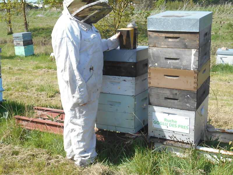 La ruche Goglu des prés