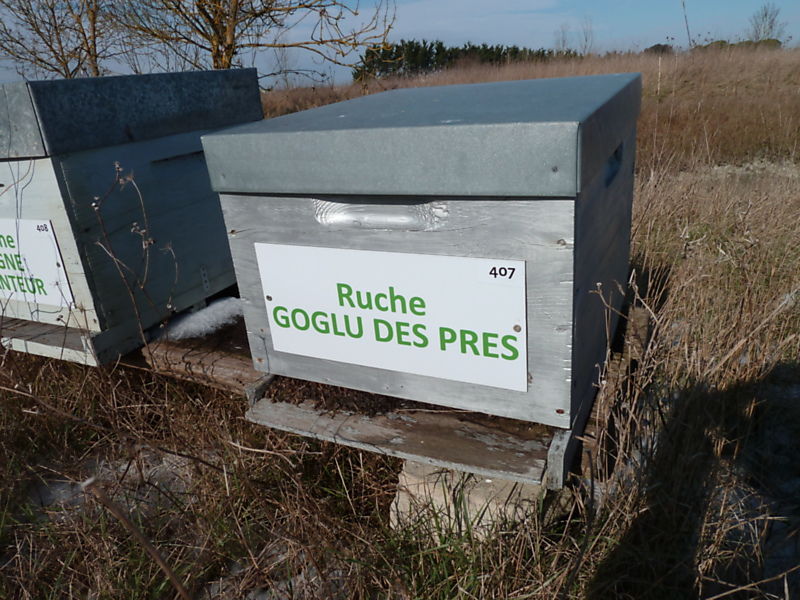 La ruche Goglu des prés