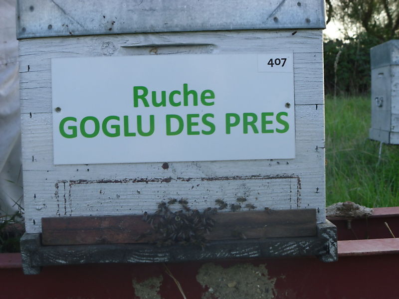 La ruche Goglu des prés