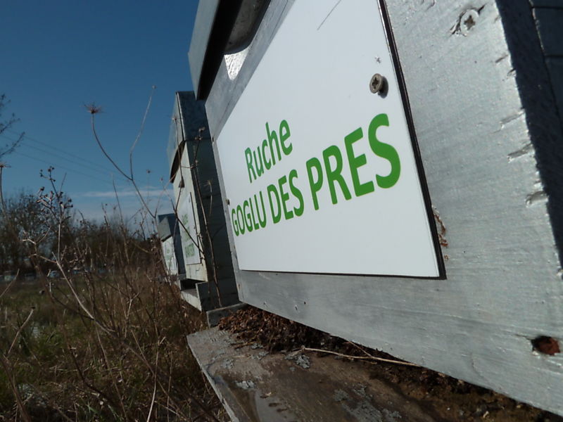 La ruche Goglu des prés