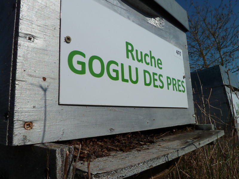 La ruche Goglu des prés