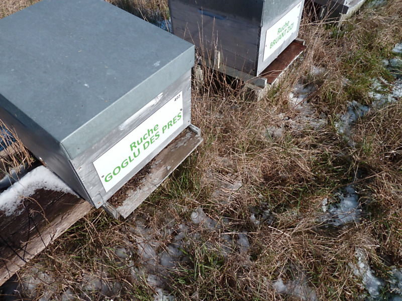 La ruche Goglu des prés