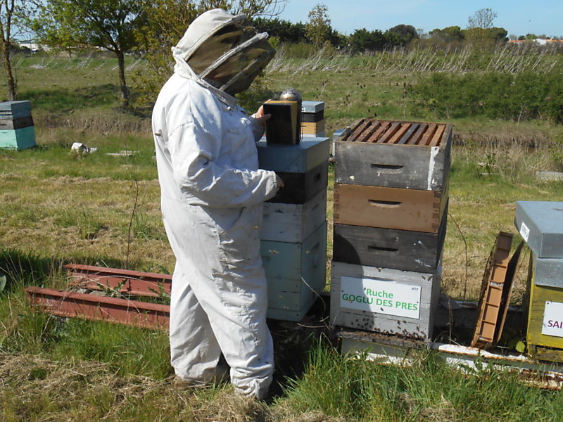 La ruche Goglu des prés