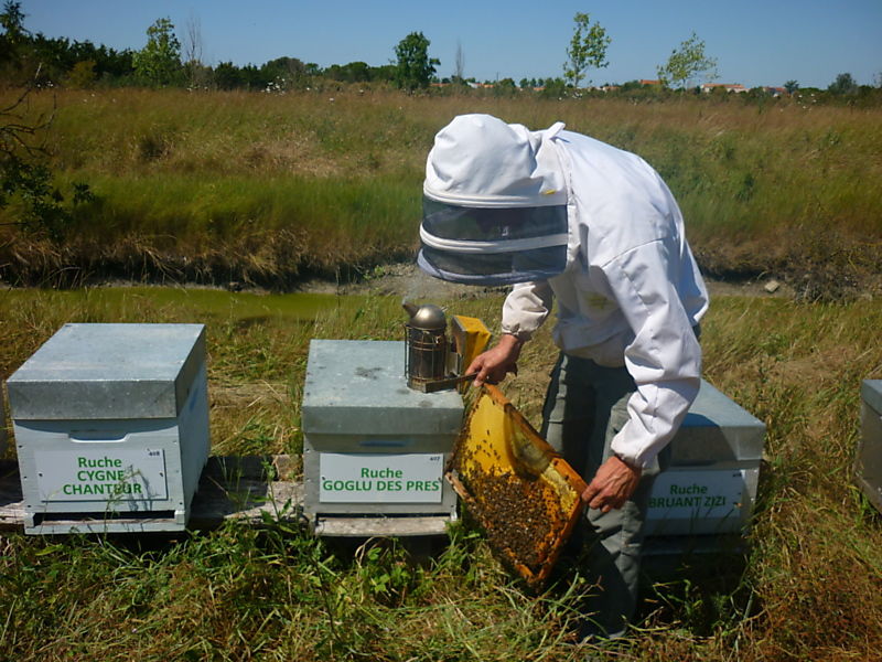 La ruche Goglu des prés
