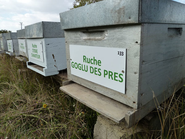 La ruche Goglu des prés