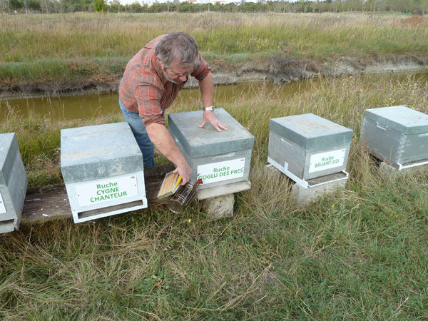 La ruche Goglu des prés