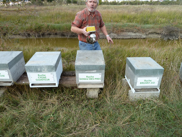 La ruche Goglu des prés