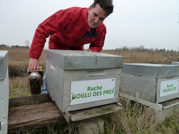 La ruche Goglu des prés