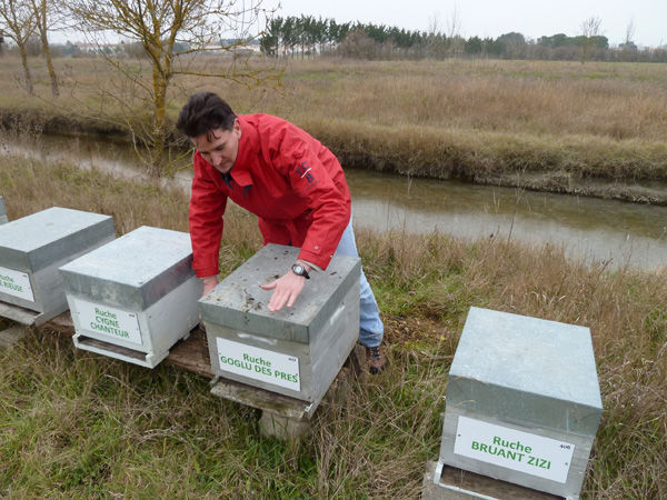 La ruche Goglu des prés