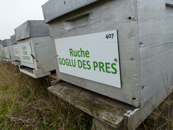 La ruche Goglu des prés