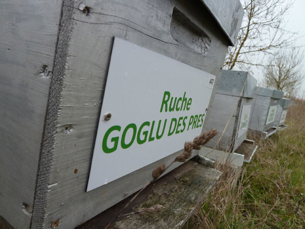 La ruche Goglu des prés