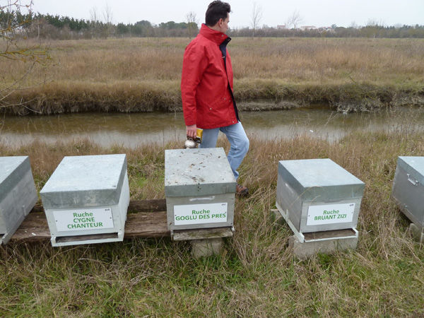 La ruche Goglu des prés