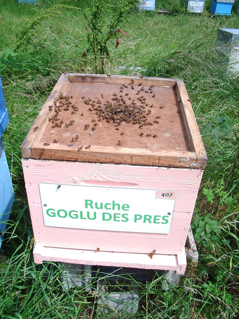 La ruche Goglu des prés