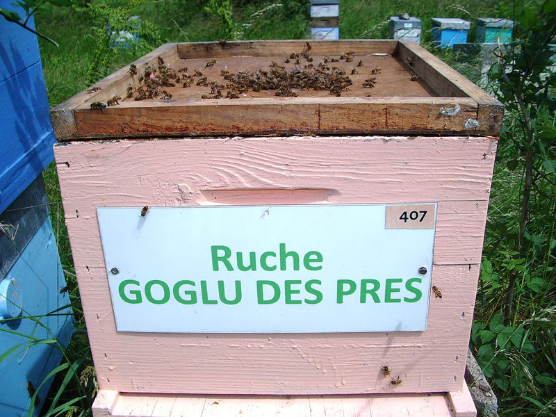 La ruche Goglu des prés