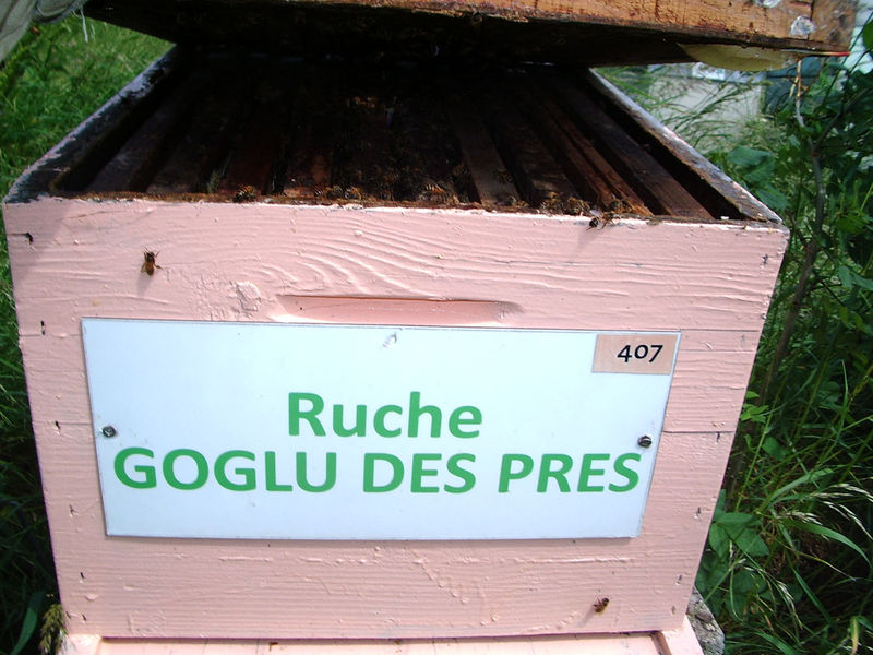 La ruche Goglu des prés